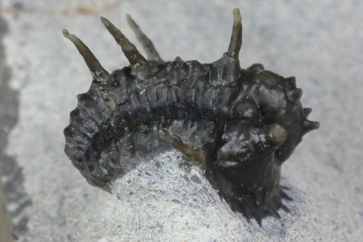 Rare, Proetid (Otarionella) Trilobite - Jebel Oudriss, Morocco #183723
